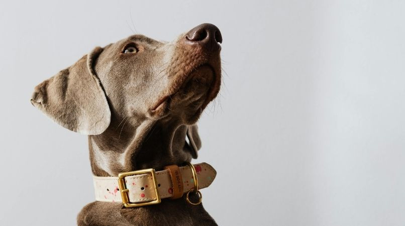 Comment faire pour que votre chien vous regarde plus ?