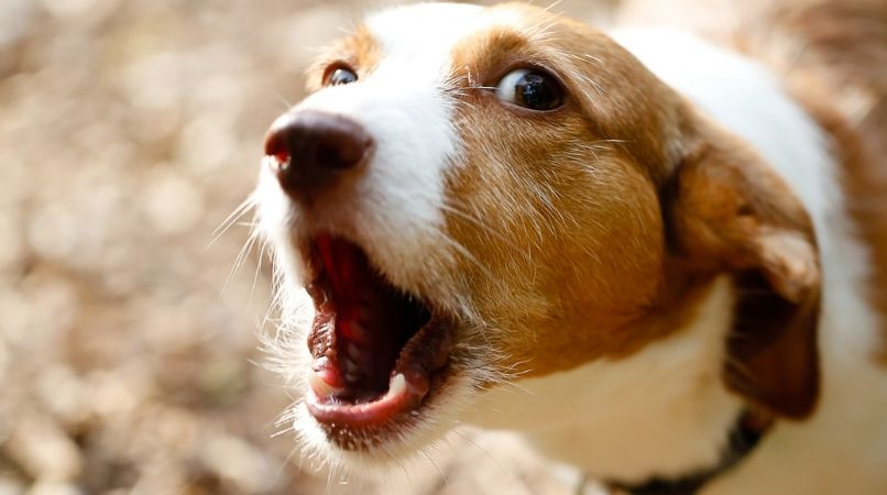 Astuces anti-aboiement de chien : Le secret !