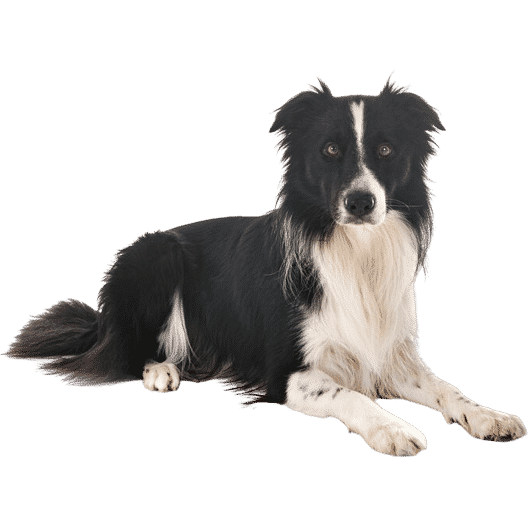 Le Border Collie, un compagnon fidèle et loyal
