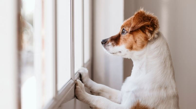 Peut-on avoir un chien et travailler en même temps ?