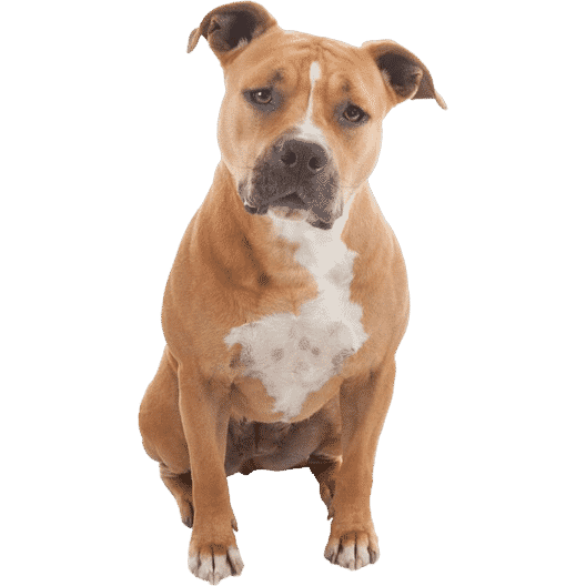 L’American Staff, ce chien très sociable victime d’une mauvaise image