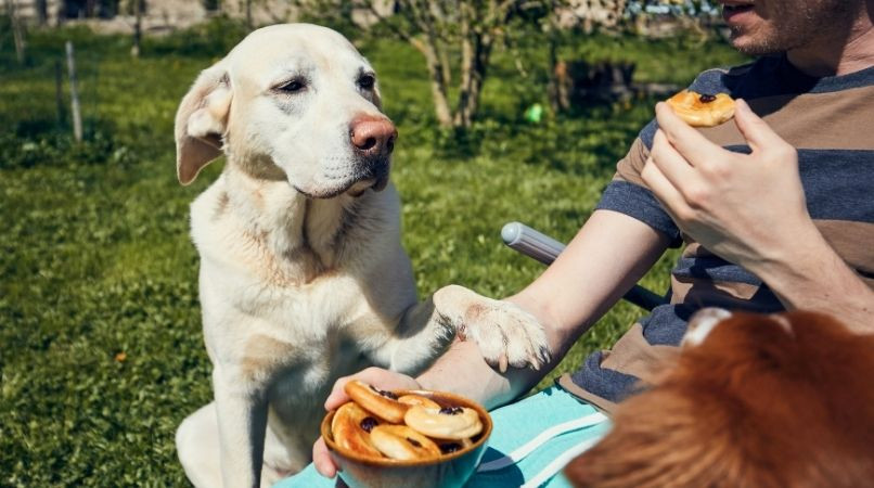 Que faire face à un chien qui réclame ?