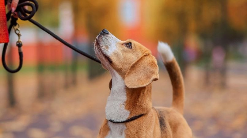 Petite astuce pour apprendre la marche en laisse