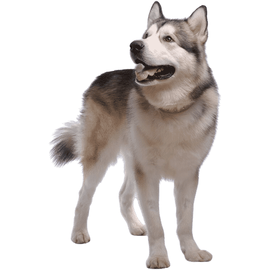 Le Malamute d’Alaska, un compagnon intelligent et dévoué