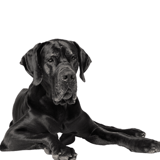 Le Dogue Allemand, un chien calme mais puissant