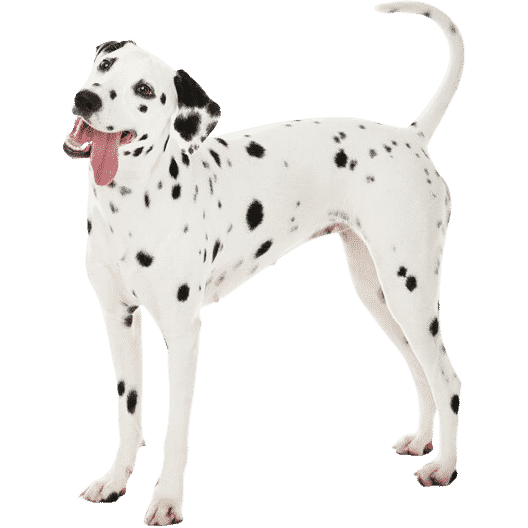 Le Dalmatien, un chien sensible victime de préjugés