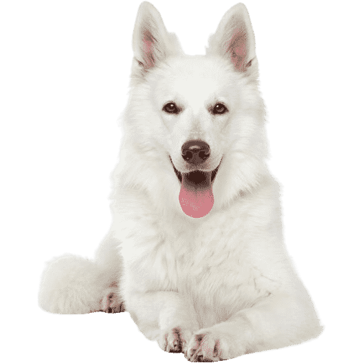 Le Berger Blanc Suisse, un chien puissant et très attachant