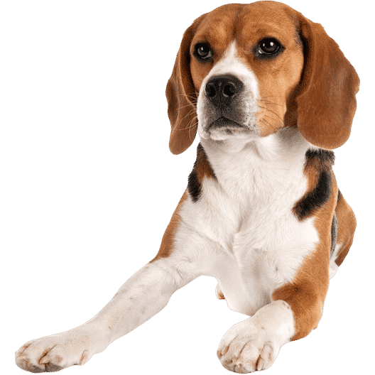 Le Beagle, un chien qui aime être entouré
