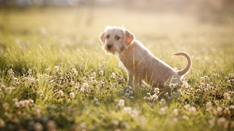 Comment apprendre la propreté à son chiot ?