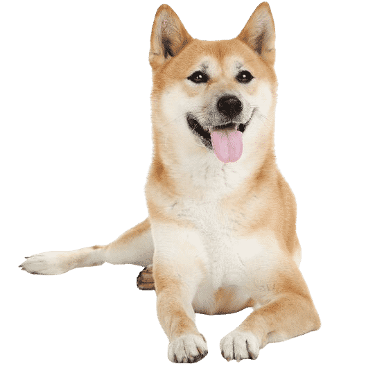 Le Shiba Inu, un compagnon loyal