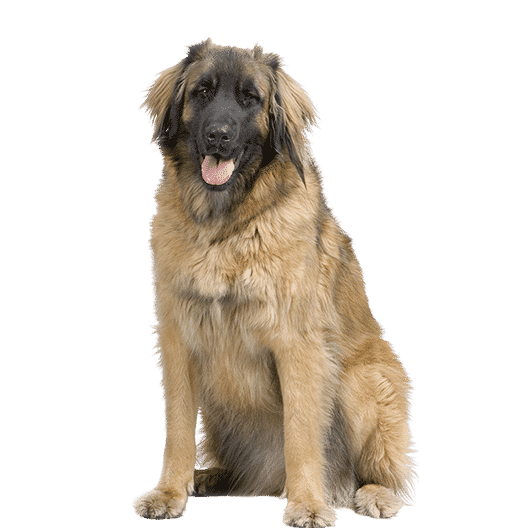 Le Leonberg, un géant au grand cœur