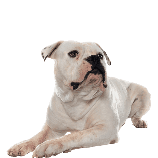 Le Bouledogue Américain, un modèle de loyauté