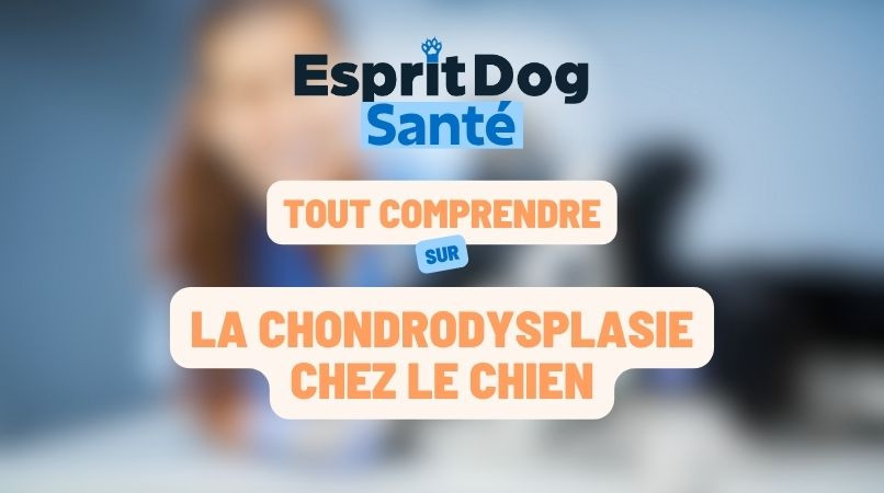 La chondrodysplasie chez le chien
