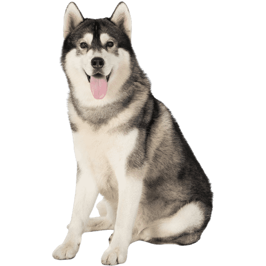 Le Husky, un chien indépendant victime d’idées reçues