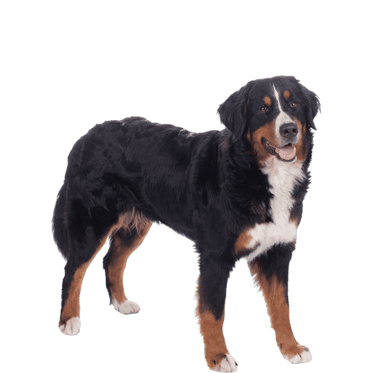 Le Bouvier Bernois, un chien fidèle qui a besoin d’attention