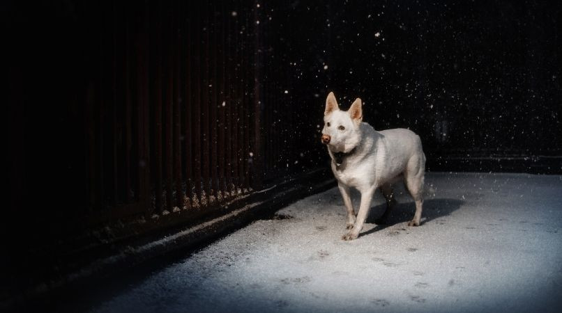 Pourquoi votre chien change de comportement la nuit ?