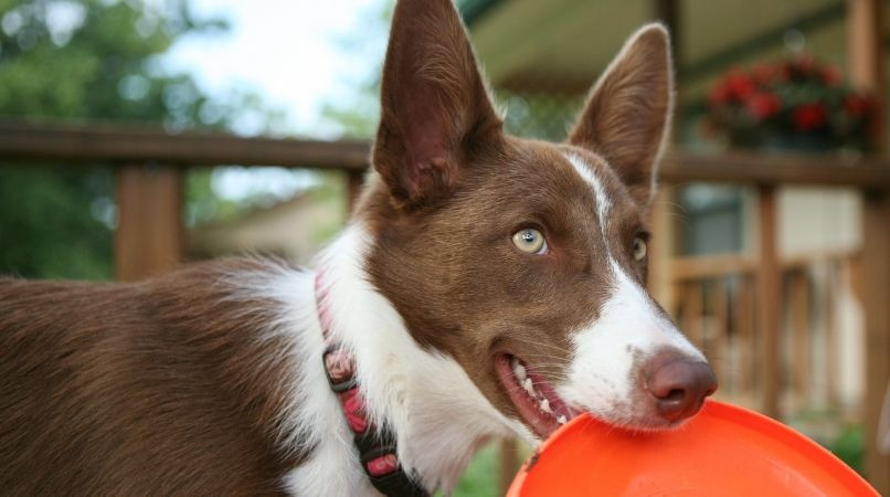 Tous les chiens sont joueurs, même les chiens pas joueurs !