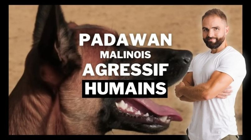 Malinois agressif humain : chien incompris ÉP 4