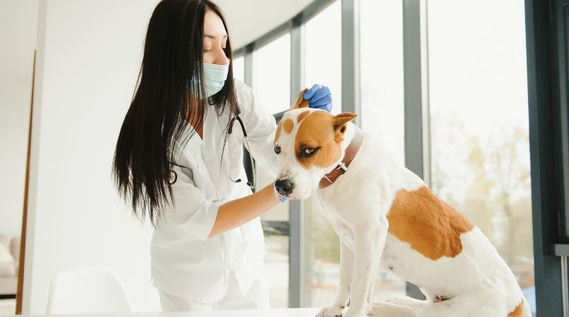 Pourquoi votre chien a peur du vétérinaire ?