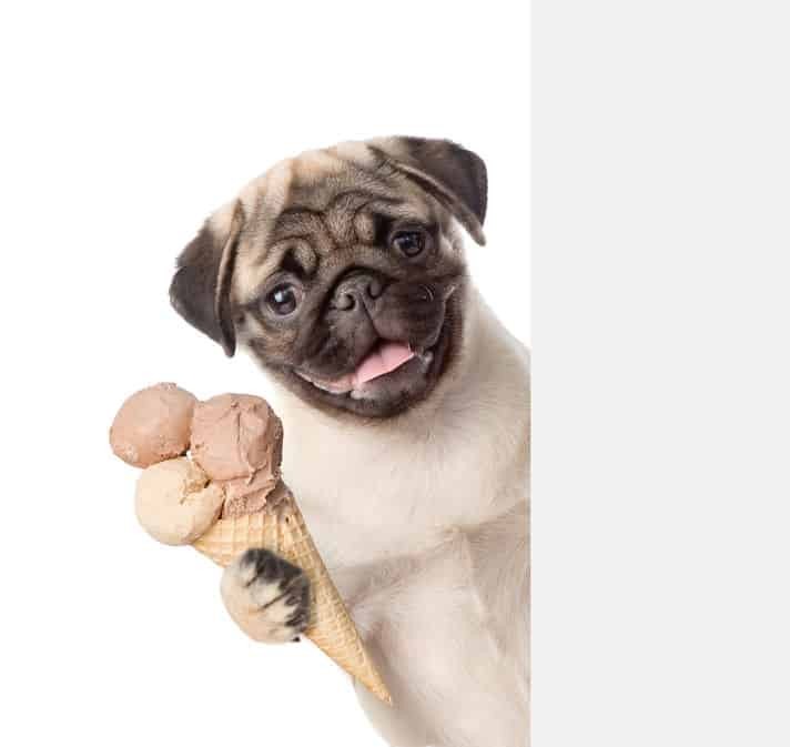 Glace rafraîchissante pour chien !