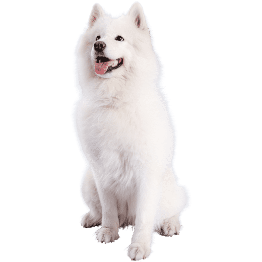 Le Samoyède, un chien élégant mais sensible