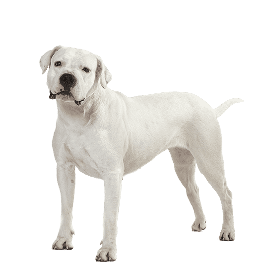 Le Dogue Argentin, un chien loyal qui demande de la tendresse