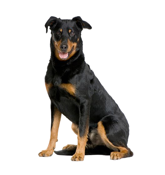 Le Beauceron, un chien exceptionnel qui a besoin d’un maître leader