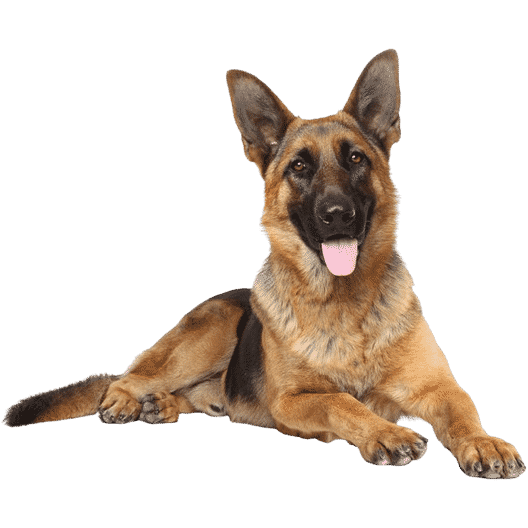 Le Berger allemand, un sportif qui a besoin d’un maître créatif