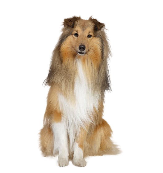 Le Berger des Shetland, un chien adorable et sensible