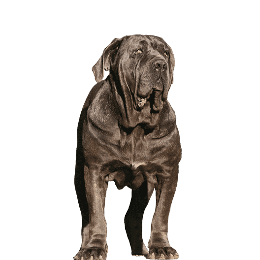 Le Mâtin de Naples, un grand chien pour un maître compréhensif