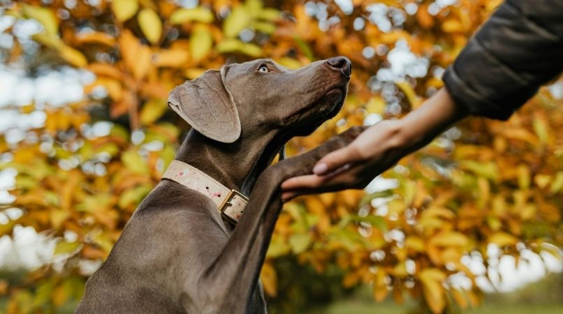 Faire maîtriser des ordres de base à son chien… différemment