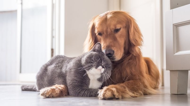 Le chien doit-il avoir les mêmes droits que le chat ?