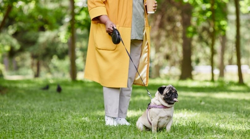 Pourquoi suis-je contre les laisses enrouleuses