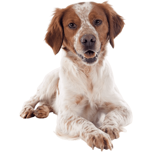 L’Épagneul breton, une boule d’amour à la santé robuste