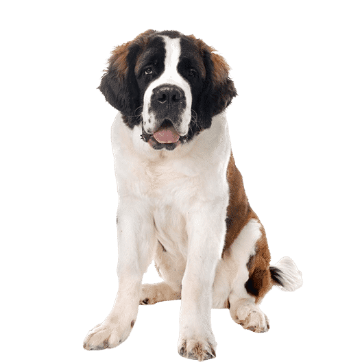 Le Saint-Bernard, le chien de compagnie par excellence