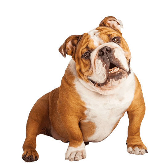 Le Bulldog Anglais, un chien indépendant qui aime sa famille
