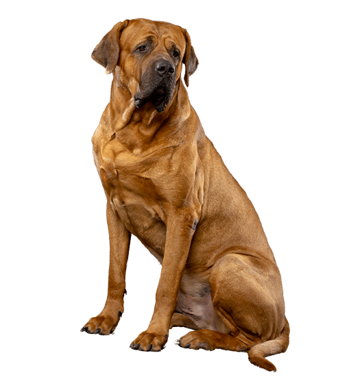 Le Tosa Inu : un chien japonais très attachant