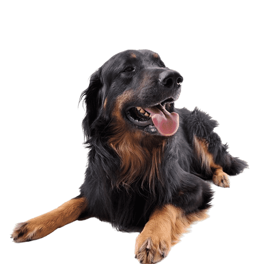 L’Hovawart, un magnifique compagnon souvent mal exploité !