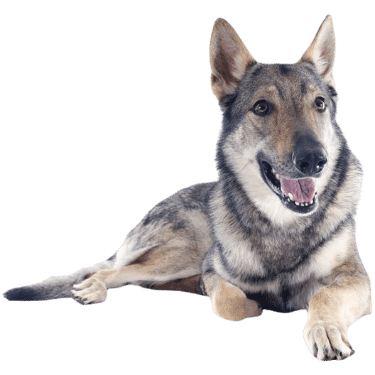 Le Chien loup tchécoslovaque, un chien sensible à l’apparence d’un loup !