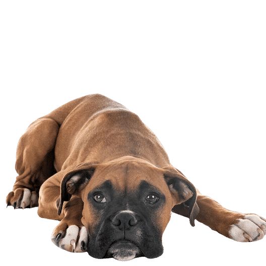 Le Boxer, un compagnon jovial qui a besoin de se dépenser