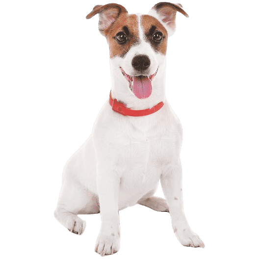 Le Jack Russell, petit chien énergique à éduquer