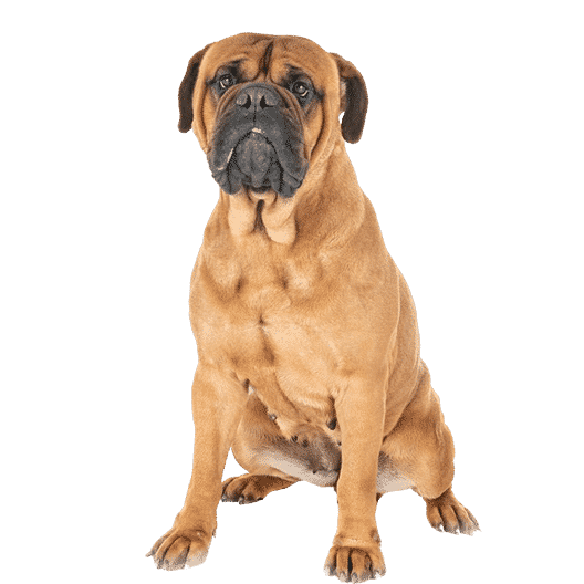 Le Bullmastiff, un chien doux et pétillant