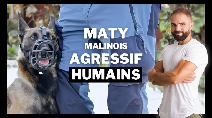 Malinois réactif humain : chien incompris EP 3