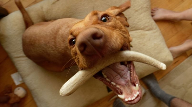 Exercice pour les chiens obsessionnels !