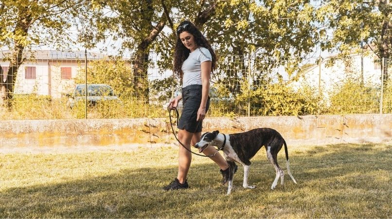 Un bon éducateur canin, quelles sont ses qualités ?