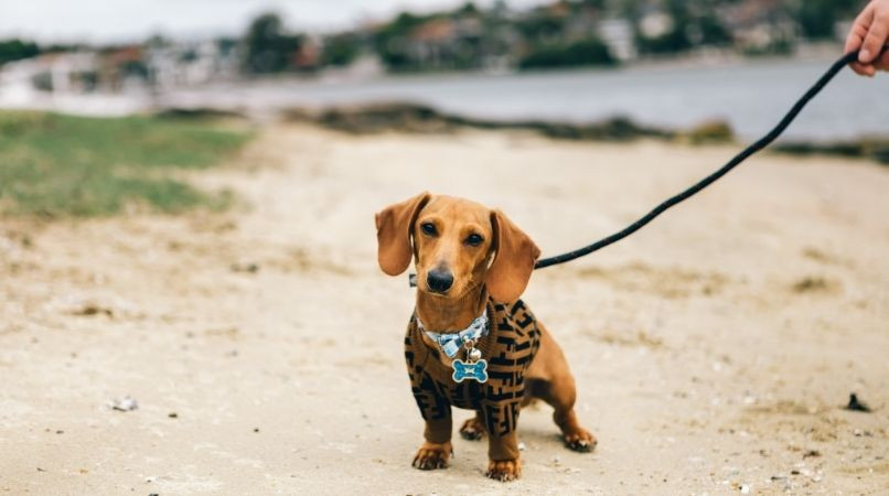 Marche en laisse : un exercice avec stimulation