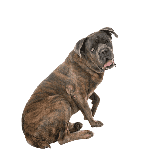 Le Cane Corso, un chien énergique pour un maître équilibré