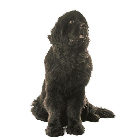 Le Terre-Neuve, un chien affectueux et très actif