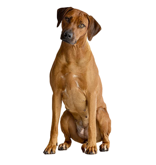 Le Rhodesian Ridgeback, un chien de compagnie hors-pair !