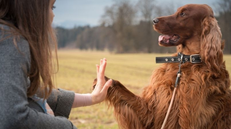 Comment bien éduquer son chien ?
